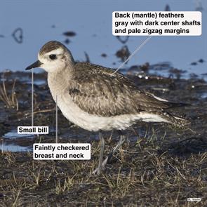 american.golden-plover.st.marks.nwr.2023.01.15._A1B5789.jpg