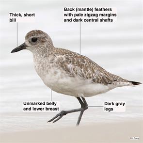 black-bellied.plover.parker.river.nwr.2022.06.02.jpg