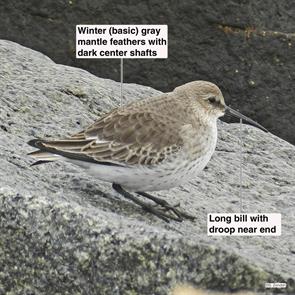 dunlin.pleasure.bay.2011.12.25.DSCN6972.jpg