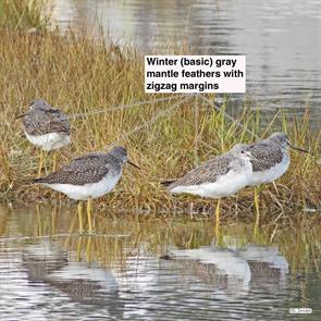 greater.yellowlegs.belle.isle.2014.10.28.IMG_6933.jpg