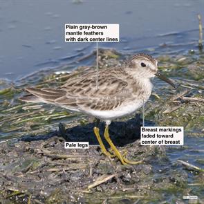 least.sandpiper.hornsby.2022.02.19.P2990027.jpg