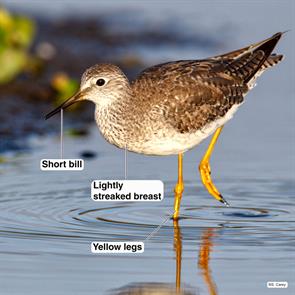 lesser.yellowlegs.florida.winter.2011._MG_4661.jpg