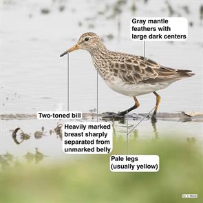 pectoral.sandpiper.punto.arenas.chile.jorge.vidal.melian.2022.01.03.ML401970311.jpg