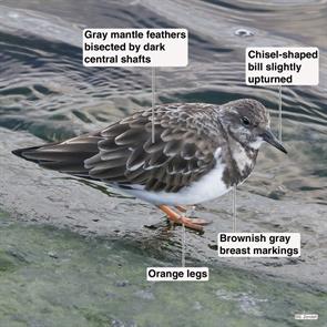 ruddy.turnstone.pleasure.bay.2018.12.29.P2100706.jpg