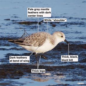 sanderling.point.of.pines.2014.09.23..IMG_5869.jpg