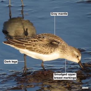 semipalmated.sandpiper.point.of.pines.2014.09.23.IMG_5898.jpg