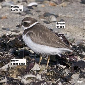 semipalmated.plover.winthrop.beach.2018.10.18.P2720544.jpg