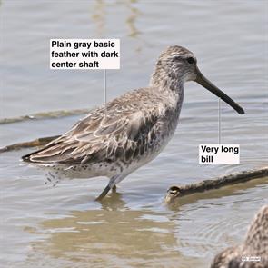 short-billed.dowitcher.bolivar.2017.04.13.P1490488.jpg