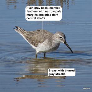 stilt.sandpiper.aransas.nwr.2014.12.29.IMG_9685.jpg