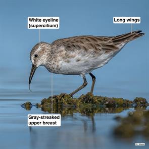 white-rumper.sandpiper.luciano.massa.buenos.aires.2021.03.21.ML319185961.jpg