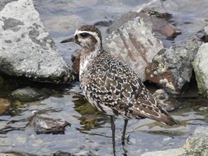 American Golden-Plover photographic ID guide