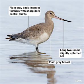 hudsonian.godwit.los.lagos.chile.pio.marshall.ML252321641.2017.12.18.jpg