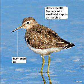 solitary.sandpiper.livingston.louisiana.2023.12.12.van.remsen.ML612164572.jpg