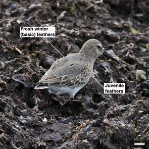 dunlin.winthrop.beach.2016.09.18.P1200591.jpg