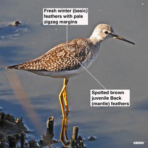 greater.yellowlegs.wellfleet.sanctuary.2014.09.18.IMG_5719.jpg