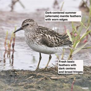 least.sandpiper.rumney.marsh.2019.07.17.P2390041.jpg