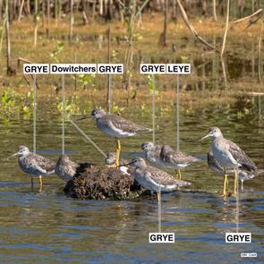 greater.yellowlegs.lesser.yellowlegs.dowitchers.parker.river.nwr.2022.09.14.leye.jpg