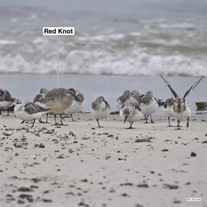 red.knot.sanderlings.plymouth.beach.2019.08.13.P2410593.jpg