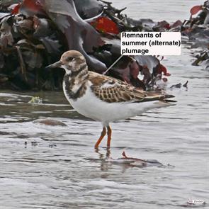 ruddy.turnstone.winthrop.beach.2017.11.06.P1720149.jpg