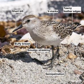 semipalmated.sandpiper.winthrop.beach.2021.09.03.P2880119.jpg