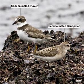 semipalmated.plover.semipalmated.sandpiper.winthrop.beach.2016.09.18.P1200541.jpg