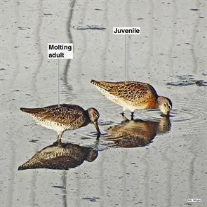 short-billed.dowitchers.decorte.park.bergen.nj.2012.08.13.jpg