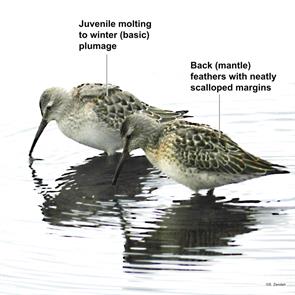 stilt.sandpipers.belle.isle.2012.09.09.DSCN6846.jpg