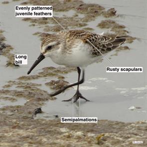 western.sandpiper.nahant.beach.2014.09.09.IMG_4143.jpg