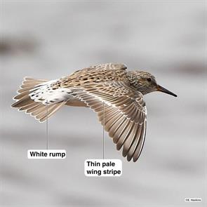 white-rumped.sandpiper.mckissack.beach.fl.2023.05.30.jpg