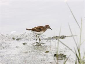 Least Sandpiper photographic ID guide