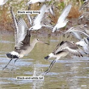 hudsonian.godwits.parker.river.2021.10.09.ML376589781.s.zhang.jpg