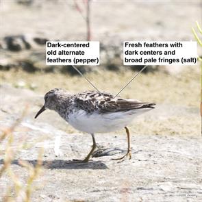 least.sandpiper.ninigret.flats.2018.08.26.P2050204.jpg