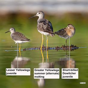 lesser.yellowlegs.greater.yellowlegs.short-billed.dowitcher.quincy.2015.08.25._J3O1492.leye.jpg