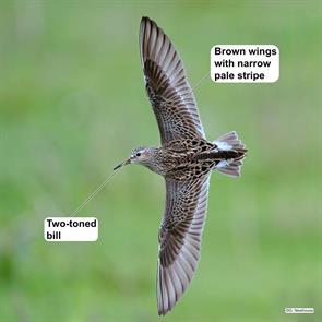 pectoral.sandpiper.victoria.bc.2020.05.22.geoff.newhouse.ML237548831.jpg