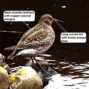 purple.sandpiper.finnmark.norway.laurent.esselen.2023.06.14.MLML599896661.jpg