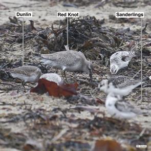 dunlin.red.knot.sanderlings.winthrop.beach.2016.10.01.P1220717.jpg