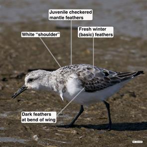 sanderling.nahant.beach.2016.09.02.P1190231.jpg