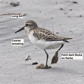 semiplamated.sandpiper.nahant.beach.nahant.2022.09.12.P3180205.jpg