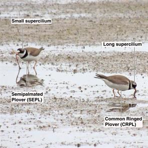 semipalmated.plover.common.ringed.plover.plum.island.2013.05.21.DSCN3782.jpg