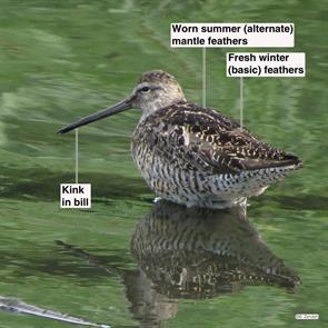 short-billed.dowitcher.lewis.lake.2014.08.07.IMG_3728.jpg