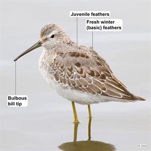 stilt.sandpiper9.parker.river.nwr.2022.09.19.jpg