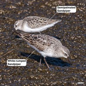 semipalmated.sandpiper.white-rumped.sandpiper.nahant.beach.2016.09.02.P1190155.jpg