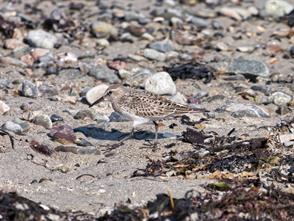 White-rumped Sandpiper photographic ID guide