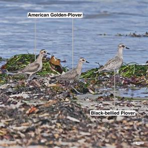 black-bellied.plover.american.golden-plovers.winthrop.beach.2017.09.25.bbpl.P1670462.jpg