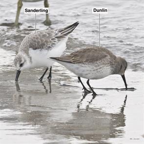 sanderling.dunlin.winthrop.beach.2023.01.19.P3220871.jpg