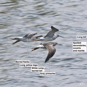 greater.yellowlegs.mill.creek.marsh.2023.04.26.P1020283.jpg