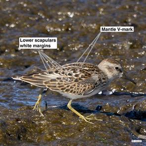 least.sandpiper.nahant.2016.09.02.P1190107.jpg