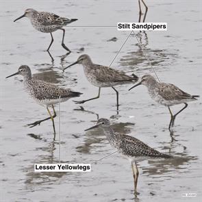 lesser.yellowlegs.stilt.sandpiper.brigantine.2023.04.27.P1040143.jpg