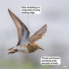 pectoral.sandpiper.cook.il.2023.08.11.matt.zuro.ML602945851.jpg