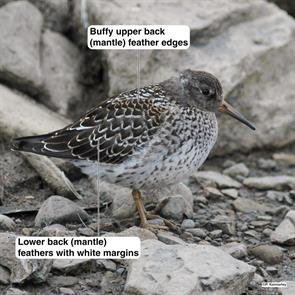 purple.sandpiper.svalbard.peter.kennerley.2007.08.07.ML276135391.jpg